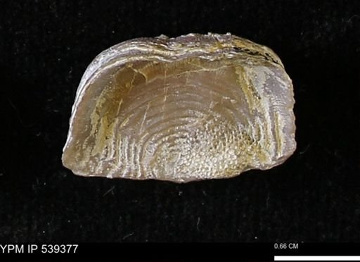 Leptaena concinna