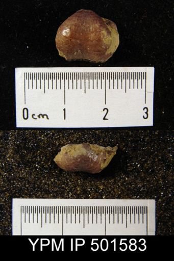 Marginifera sp.