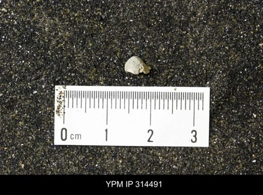 undet. Mollusca