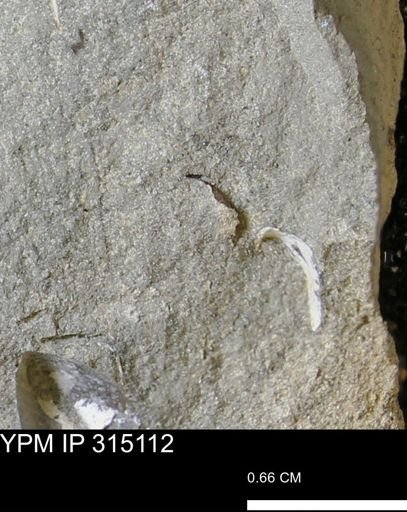 undet. Bivalvia