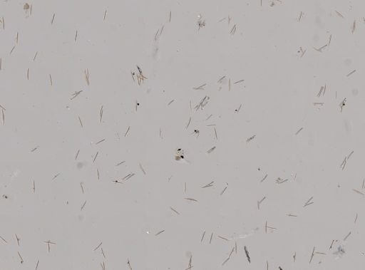Chalinula loosanoffi