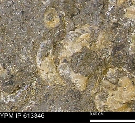 Scaphites sp.