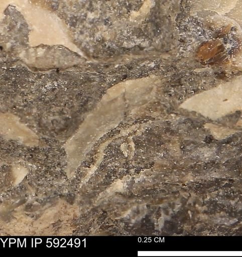 undet. Mollusca