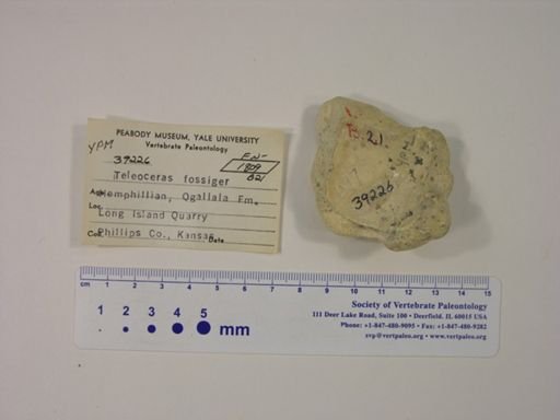 Teleoceras fossiger