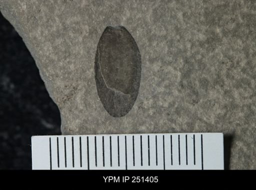 Eurypterus sp.