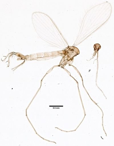 Brumptomyia pintoi
