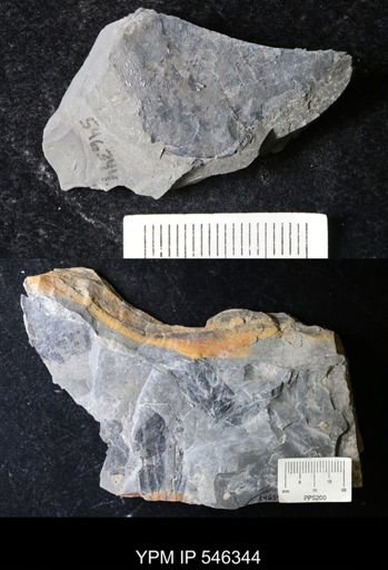 undet. Eurypterida