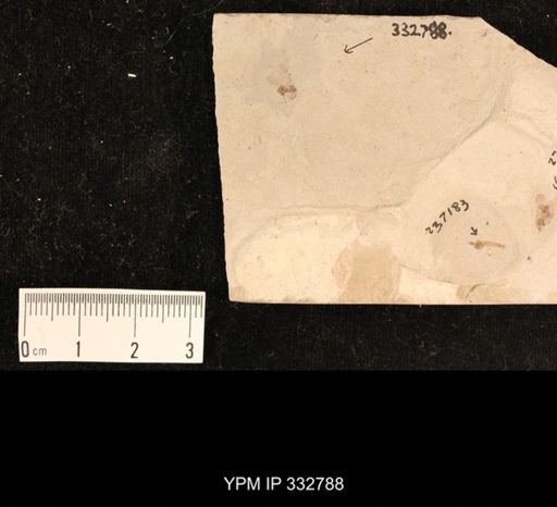 undet. Hexapoda