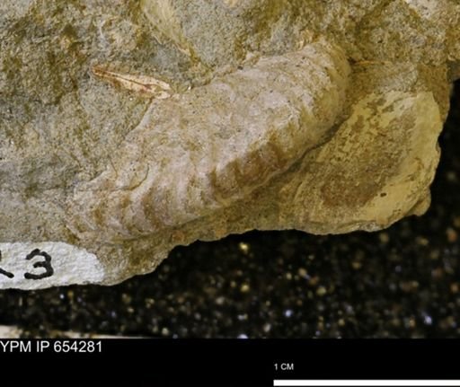 Scaphitidae