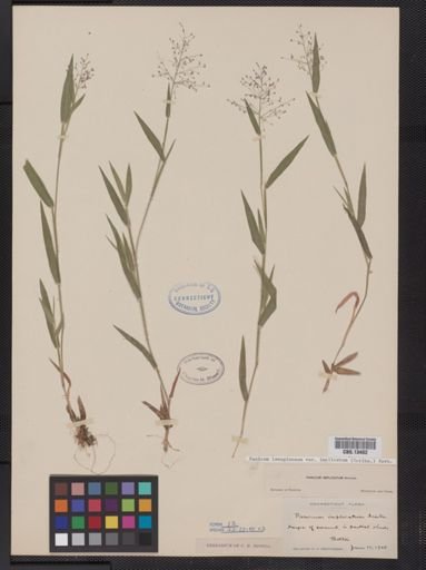 Panicum lanuginosum