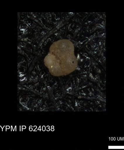 undet. Foraminiferida