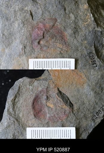 undet. Arthropoda