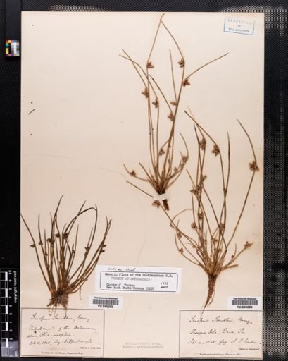 Scirpus smithii