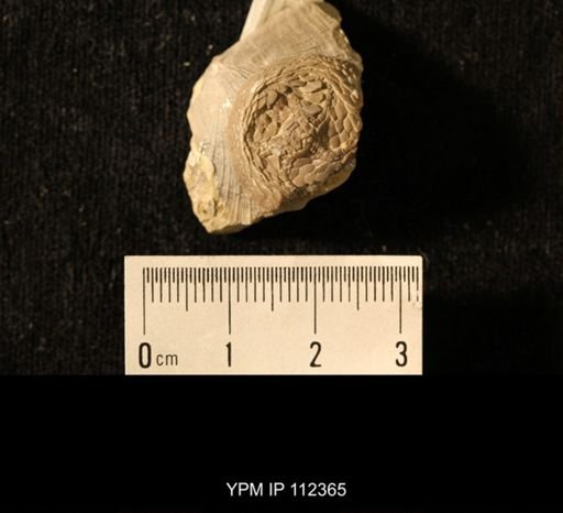 Isorophus cincinnatiensis