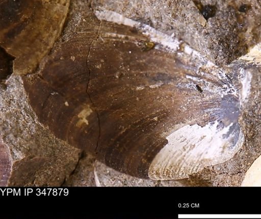 Limopsis striatopunctatus