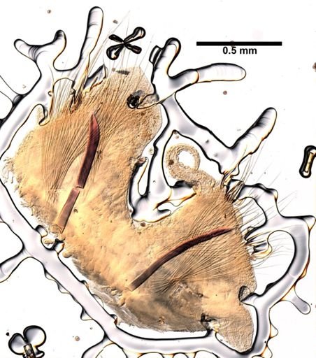 Nephtys picta