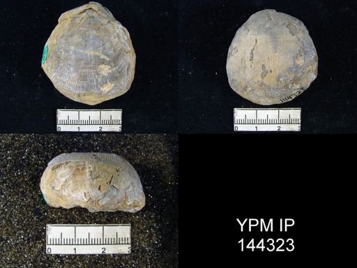 Productus (Linoproductus) lineatus