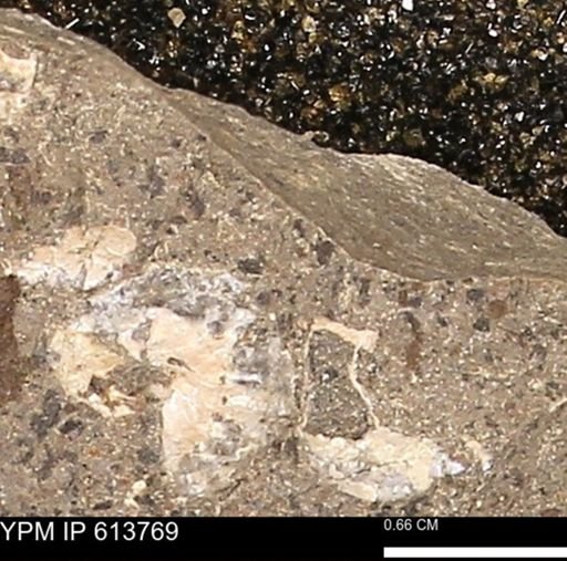 Scaphites sp.