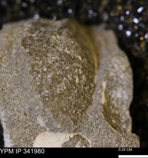 undet. Mollusca