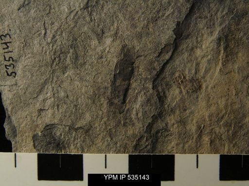 undet. Eurypterida