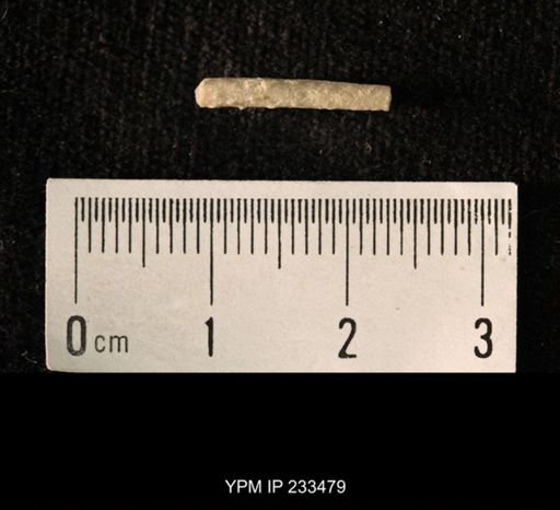 Archaeocidaris sp.
