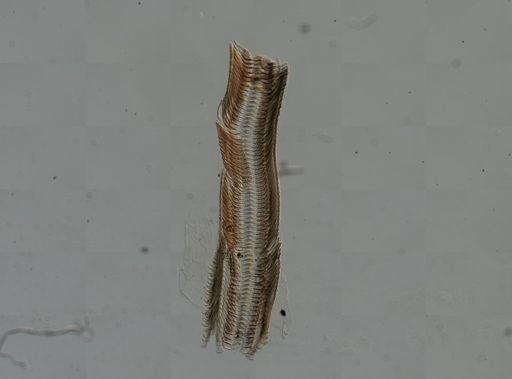 Elimia virginica