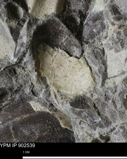 undet. Bivalvia