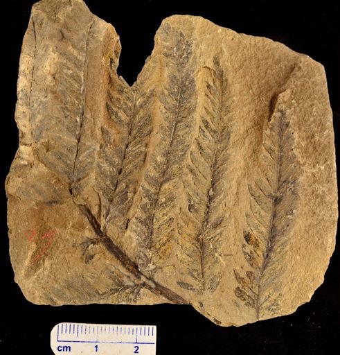 Dryopteris fredricksburgense