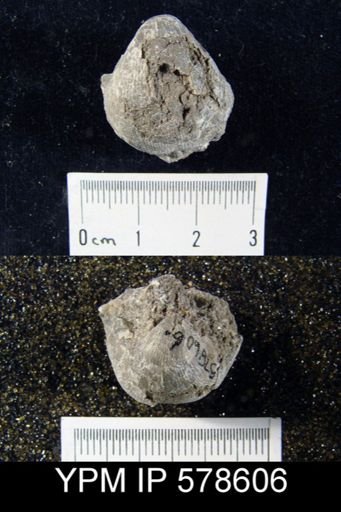 Productus ovatus