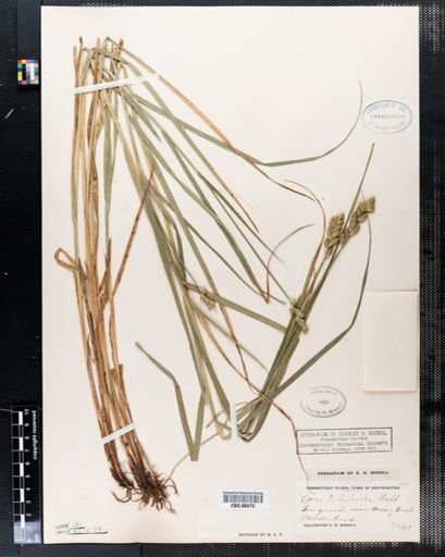 Carex tribuloides