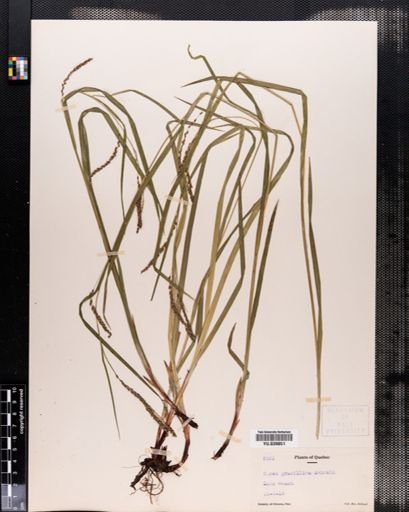 Carex gracillima