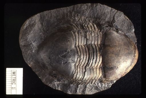 Illaenus katzeri