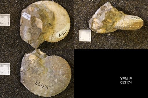 Discoscaphites conradi