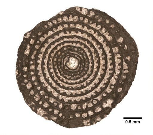 Polydiexodina capitanensis