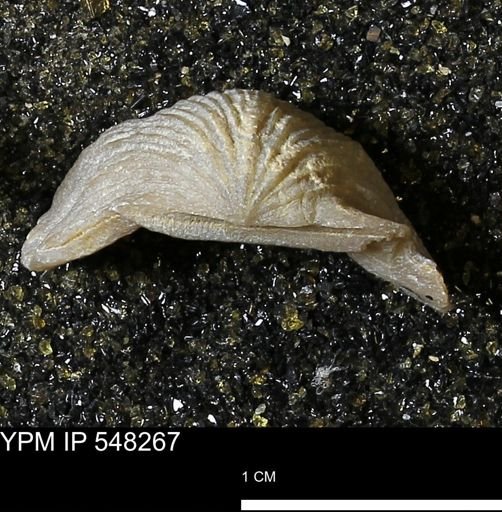 Stropheodonta navalis