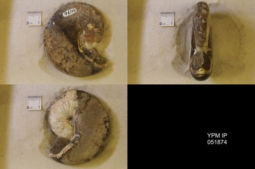 Hoploscaphites nicolletii