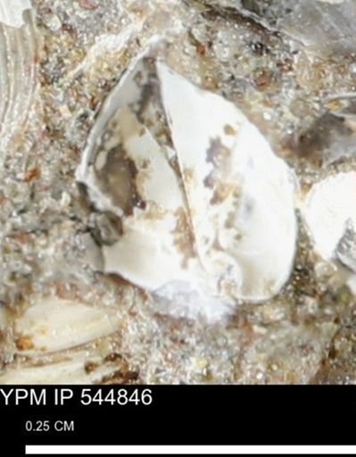 Corbulamella gregaria