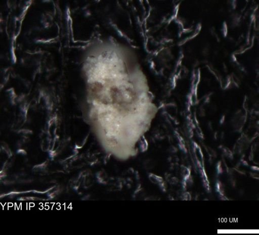 undet. Foraminiferida