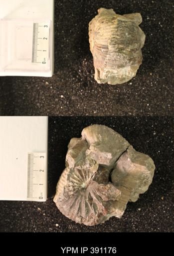 undet. Scaphitidae