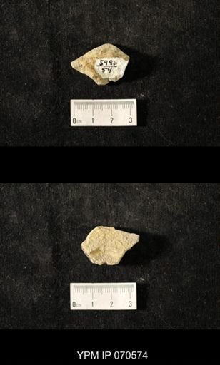 Favosites louisvillensis