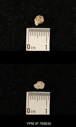 undet. Brachiopoda