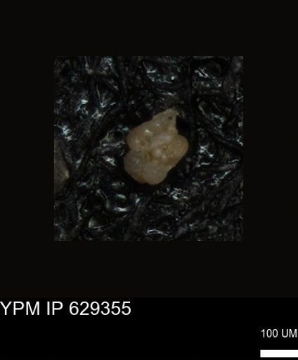 undet. Foraminiferida