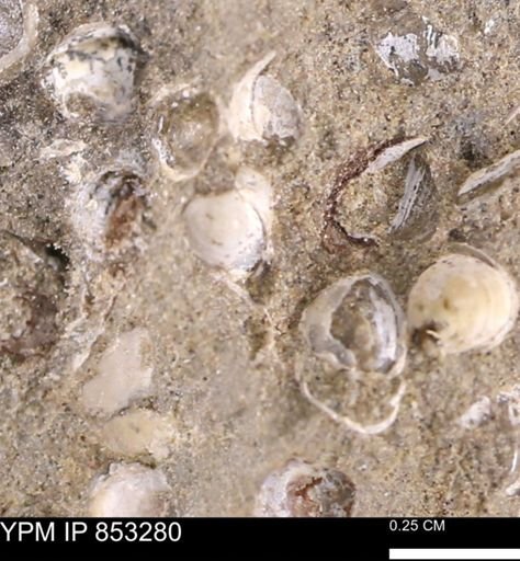 Protocardia?