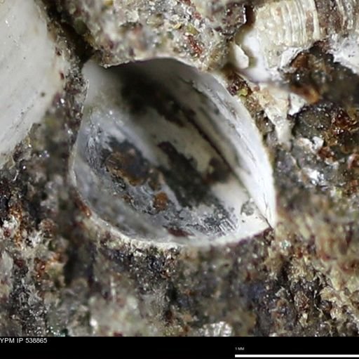 Corbulamella gregaria