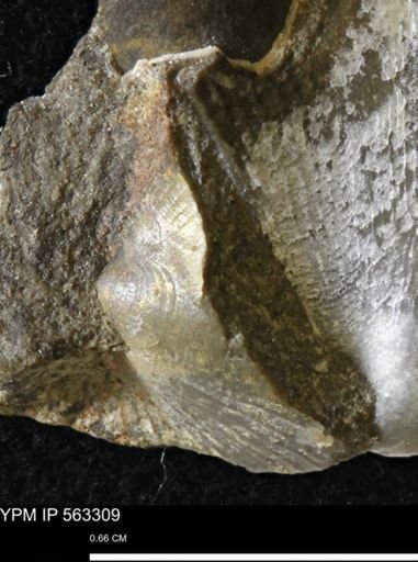 Oxytoma (Hypoxytoma)