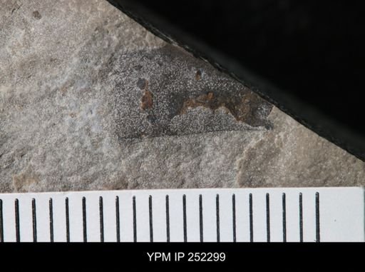 undet. Eurypterida