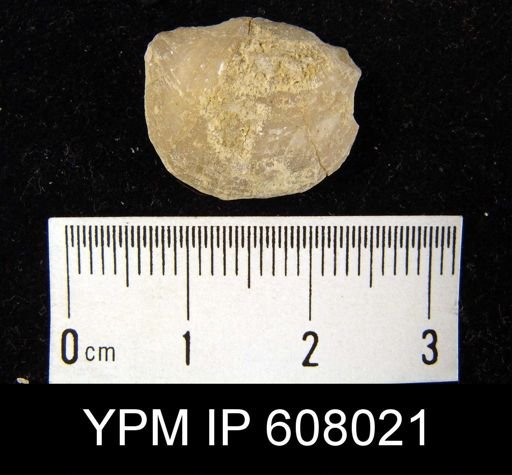 Leptaenisca