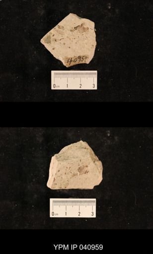 Lecorium elongatum