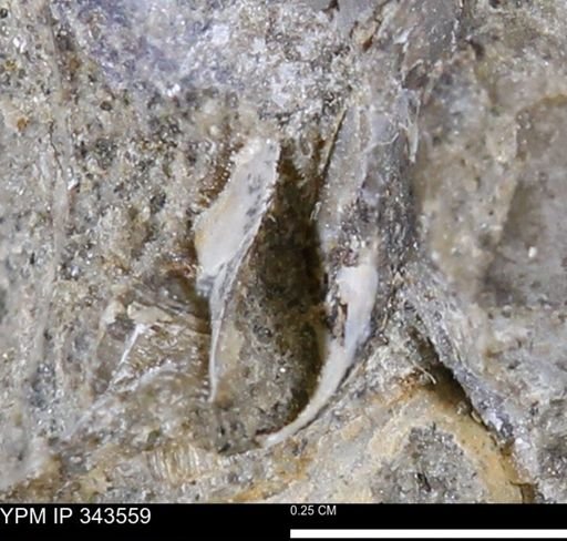 undet. Bivalvia