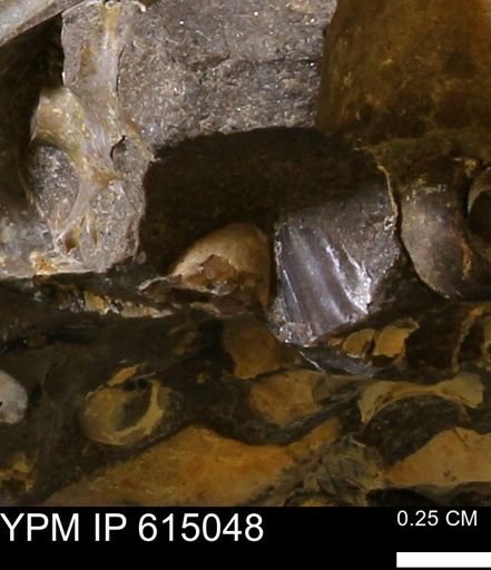 Inoceramus?
